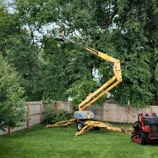 Professional Tree Services in Colonial Heights, TN